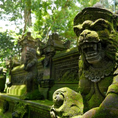 Photography – Enclosed by Jungle